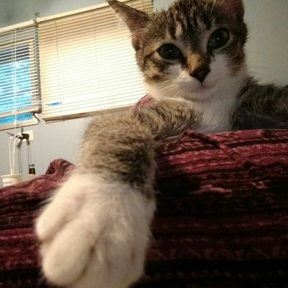 Meet Your Posher,  Summer - Picture 3 of 4